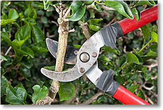 Tree & Shrub Trimming Service